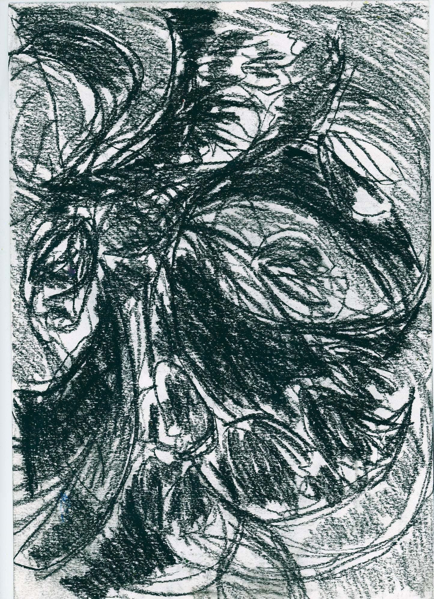 The Wild (Study)