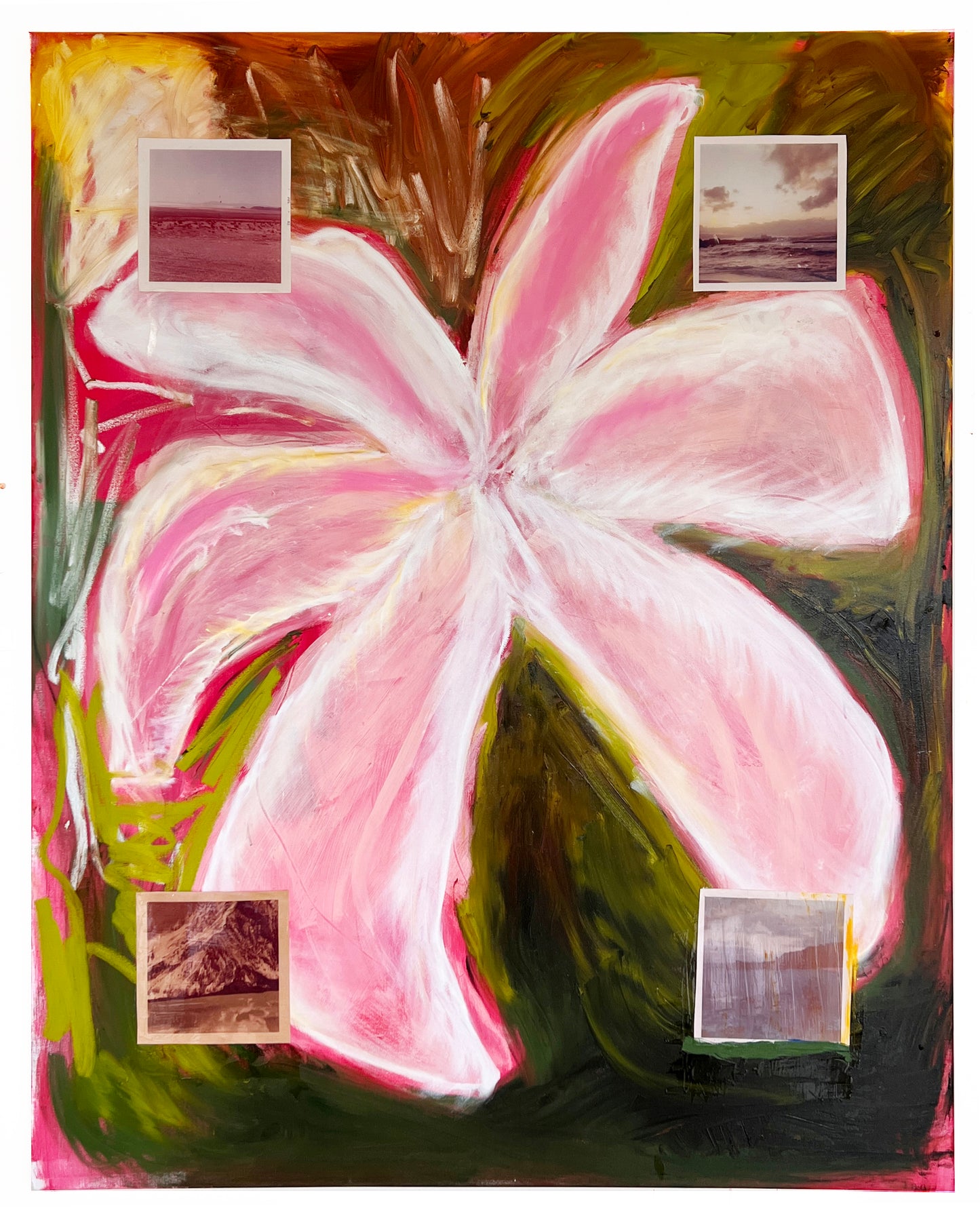 Lilium